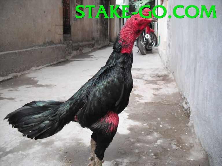 Đá Gà Trực Tiếp - stake - Máy chủ mới